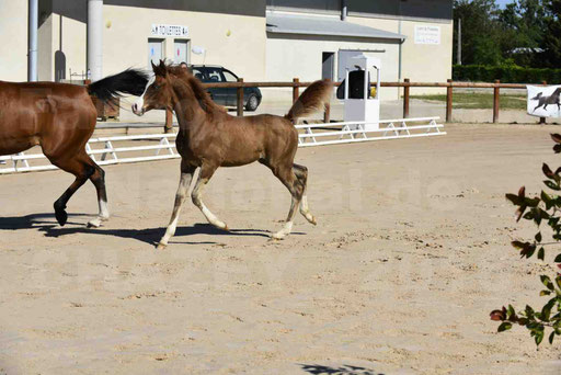 Show National de CHAZEY sur AIN 2016 - AMIR KHAR ISMA - 037