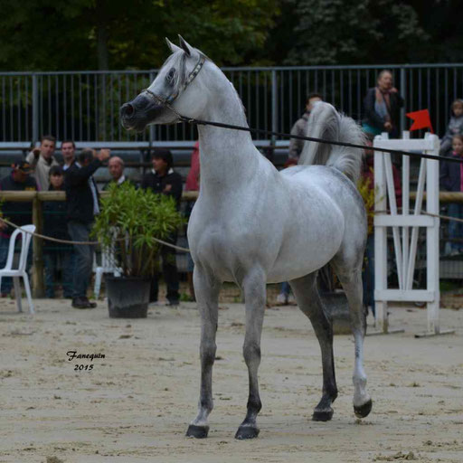 Championnat de France à Pompadour 2015 - SHAWAN DU KLINTZ - notre selection - 06