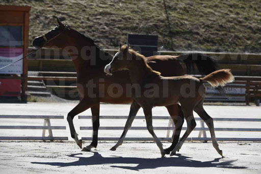 Show National de CHAZEY sur AIN 2016 - AMIR KHAR ISMA - 049