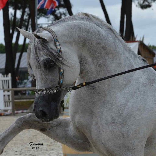 Concours International de Bordeaux 2015 - SHAWAN DU KLINTZ - notre selection Portraits - 07