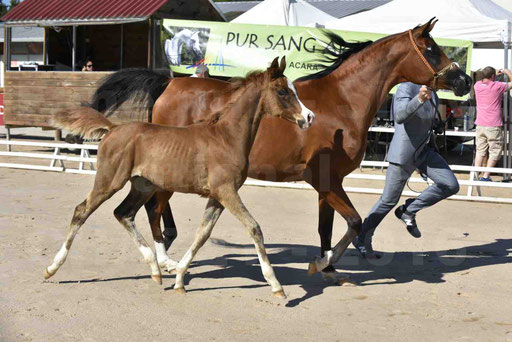 Show National de CHAZEY sur AIN 2016 - AMIR KHAR ISMA - 029