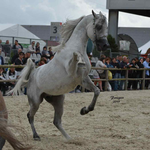 Concours International de Bordeaux 2015 - SHAWAN DU KLINTZ - notre selection - 37