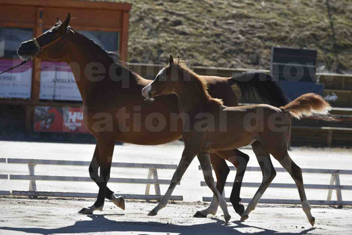 Show National de CHAZEY sur AIN 2016 - AMIR KHAR ISMA - 051