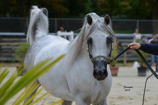 Championnat de France à Pompadour 2015 - SHAWAN DU KLINTZ - notre selection - Portraits - 03