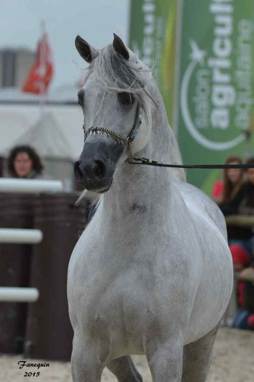 Concours International de Bordeaux 2015 - SHAWAN DU KLINTZ - notre selection Portraits - 12