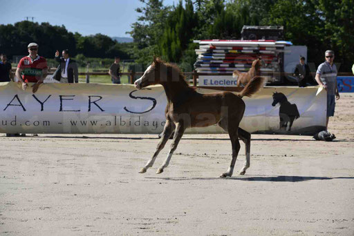 Show National de CHAZEY sur AIN 2016 - AMIR KHAR ISMA - 008