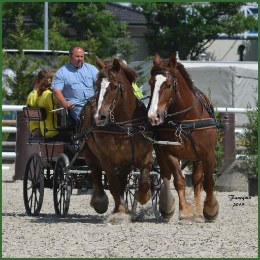 Attelage en Paire chevaux de trait