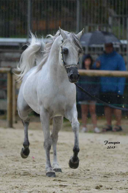 Championnat de France à Pompadour 2015 - SHAWAN DU KLINTZ - notre selection - 15