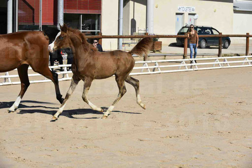 Show National de CHAZEY sur AIN 2016 - AMIR KHAR ISMA - 040