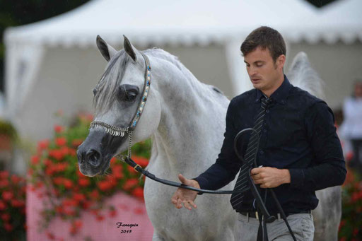 Championnat de France à Pompadour 2015 - SHAWAN DU KLINTZ - notre selection - Portraits - 12