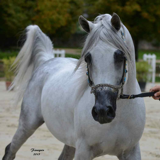 Championnat de France à Pompadour 2015 - SHAWAN DU KLINTZ - notre selection - Portraits - 06