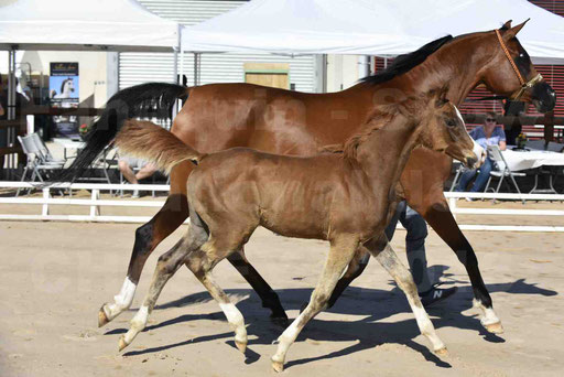 Show National de CHAZEY sur AIN 2016 - AMIR KHAR ISMA - 034