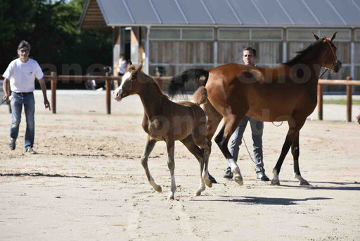 Show National de CHAZEY sur AIN 2016 - AMIR KHAR ISMA - 003