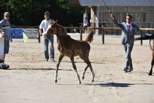 Show National de CHAZEY sur AIN 2016 - AMIR KHAR ISMA - 005