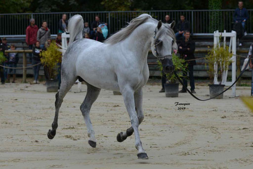 Championnat de France à Pompadour 2015 - SHAWAN DU KLINTZ - notre selection - 10