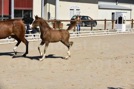 Show National de CHAZEY sur AIN 2016 - AMIR KHAR ISMA - 039