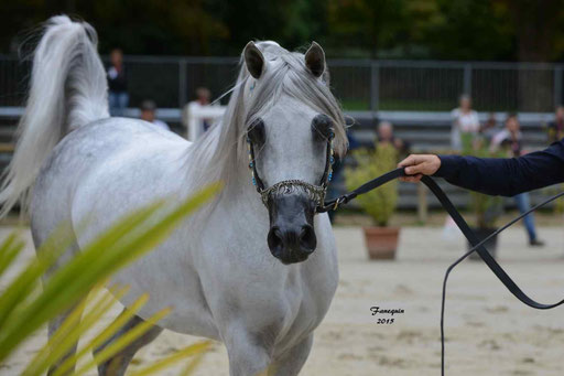 Championnat de France à Pompadour 2015 - SHAWAN DU KLINTZ - notre selection - Portraits - 02