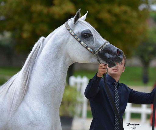 Championnat de France à Pompadour 2015 - SHAWAN DU KLINTZ - notre selection - Portraits - 10