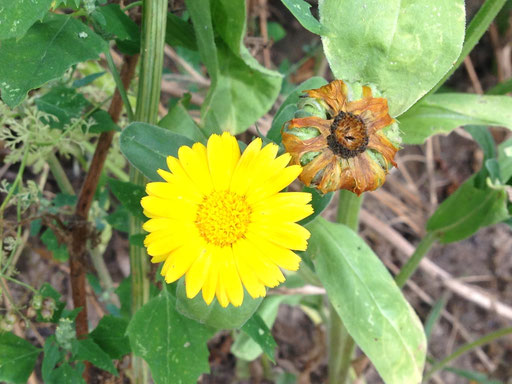 Ringelblume