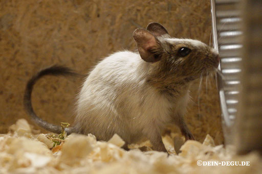 Degu (ocotodon degus)