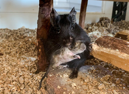 Degu mit Baby