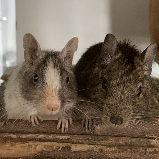 Degus