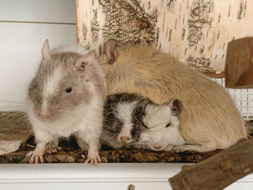 Degu kuscheln mit Babys