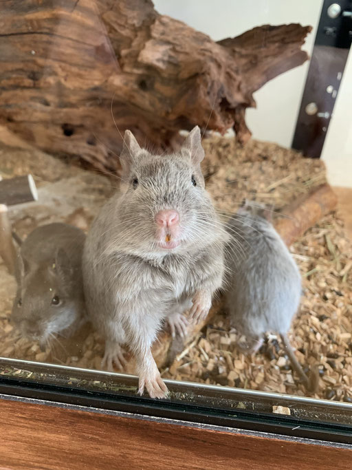 Degus Lilac