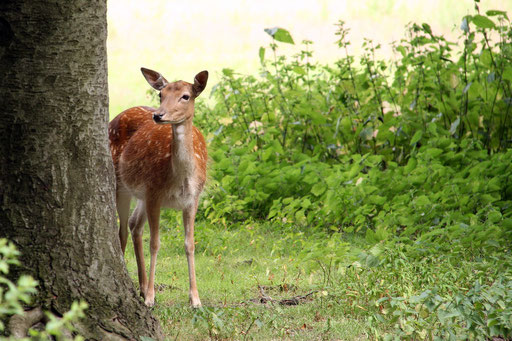 Tierfotografie
