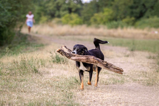 Tierfotografie