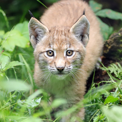 Luchsnachwuchs im Tierpark Olderdissen bei Bidelefeld