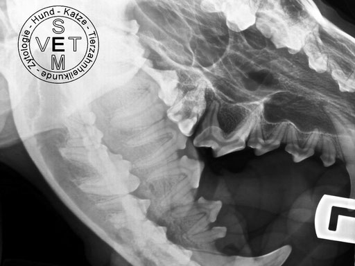 Röntgen zeigt M1 und P4 sind beide an Parodontitis erkrankt