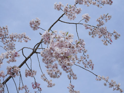 大阪・近所の桜の名所