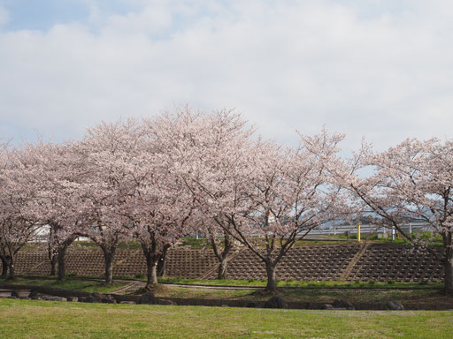 京都・大堰川緑地公園