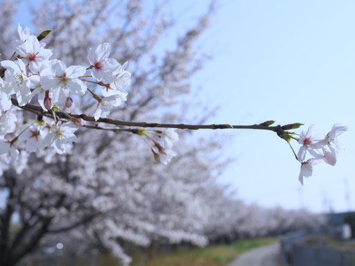 大阪・歩いて5分の桜並木