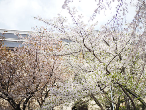 京都府庁旧本館