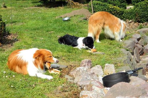 Duke, Lucy und Bruder Patte beim Kuchen essen zum 2. Geburtstag 2014