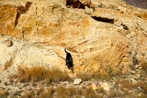 Alle vier und Zweibeiner auf Erkundung