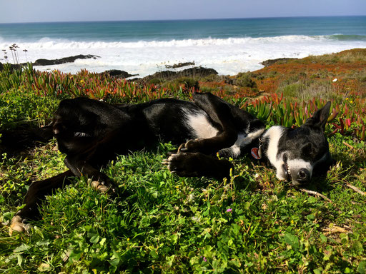 LiLu fühlt sich wohl!