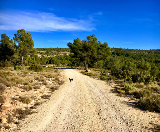wir mussten auf Melli aufpassen denn über ihr kreisten mehrere Geier 