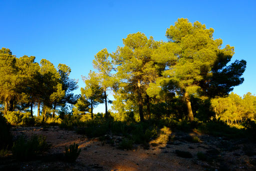 Morgen Hike bei Wahnsinns Licht 