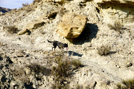 Nochmal zurück in der Desierto de Tabernas