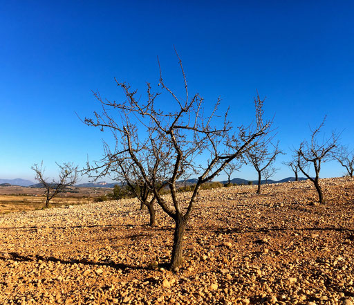 und Biken im Hinterland durch Oliven und Mandelbaum Plantagen