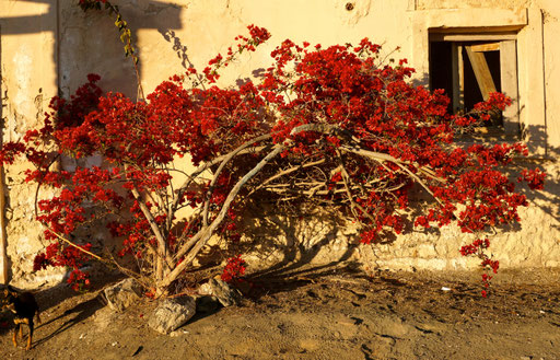 in all der Ausgedörrtheit dieses rote Pflänzchen ...wir haben es gegossen.