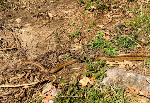 Gut getarnte Schlange auf dem Pfad