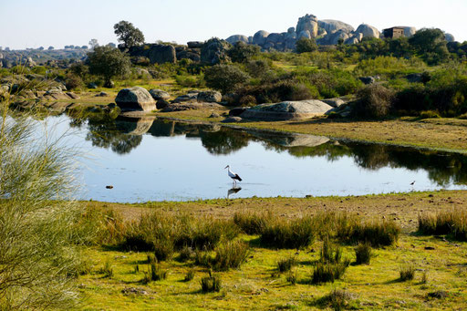 Los Barruecos - ein Paradies für Störche