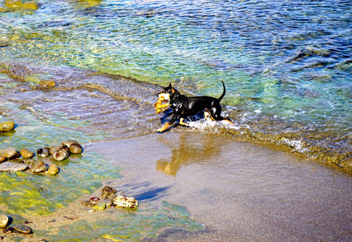 und ne Runde schwimmen gehen (nur die Hunde)