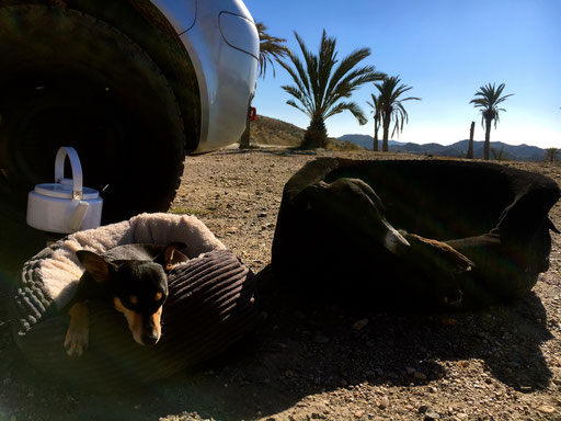 Chilly Doggys in the Sunset