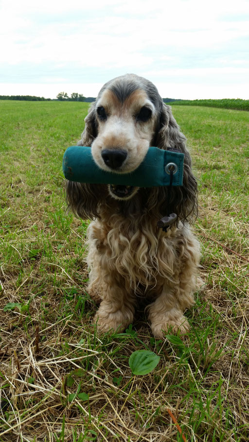 Dummyarbeit mit Gizmo