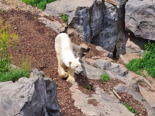 ziemlich schmal ist er der Eisbär 